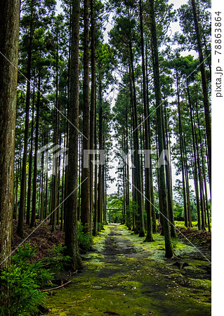 伊豆大島の東京都大島町にある苔むす参道の波治加麻神社の風景 伊豆大島の東京都大島町にある苔むす参道の波治加麻神社の風景 78863864