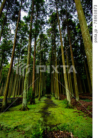 伊豆大島の東京都大島町にある苔むす参道の波治加麻神社の風景 78863873