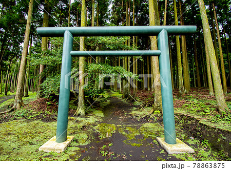 伊豆大島の東京都大島町にある苔むす参道の波治加麻神社の風景 78863875