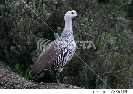 Male Upland Goose, Chloephaga picta, on the shore 78864690