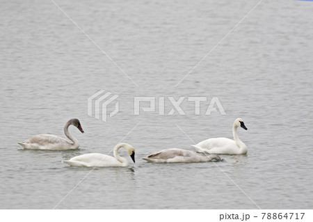 Family group of Tundra Swan, Cygnus columbianus 78864717