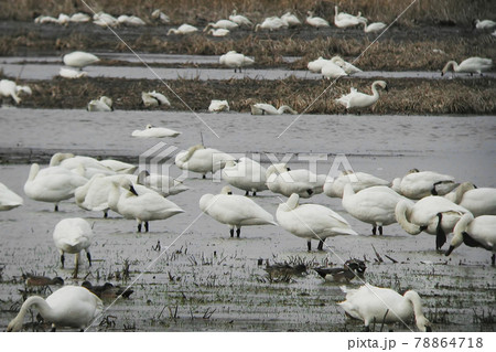 Large flock of Tundra Swan, Cygnus columbianus, in migration Large flock of Tundra Swan, Cygnus columbianus, in migration 78864718