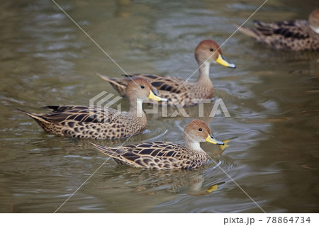 Yellow-billed Pintail, Anas georgica, group on pond Yellow-billed Pintail, Anas georgica, group on pond 78864734