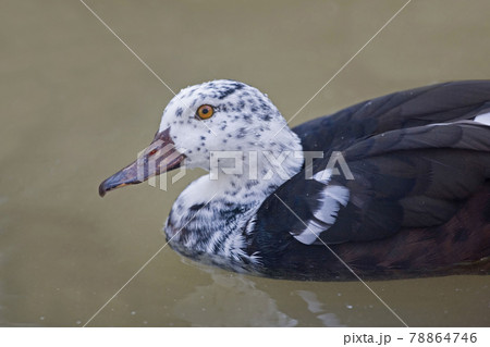 White-winged Wood Duck, Asarcornis scutulata, profile view White-winged Wood Duck, Asarcornis scutulata, profile view 78864746
