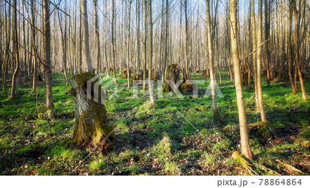 Old tree stumps in a forest. Old tree stumps in a forest. 78864864
