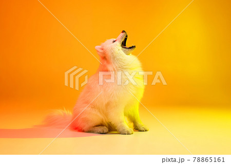 Portrait of beautiful white Samoyed dog posing isolated on yellow background in neon light. 78865161