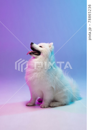Portrait of cute white beautiful Samoyed dog posing isolated on blue background in pink neon light. Portrait of cute white beautiful Samoyed dog posing isolated on blue background in pink neon light. 78865236