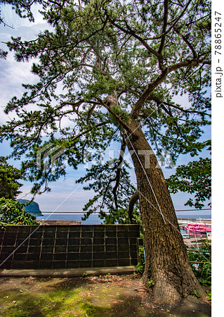 伊豆大島の東京都大島町岡田にある安徳天皇が御祭神という説もある龍王神社の参道風景 78865247