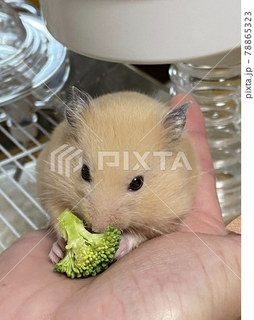 ハムスターの食事 78865323