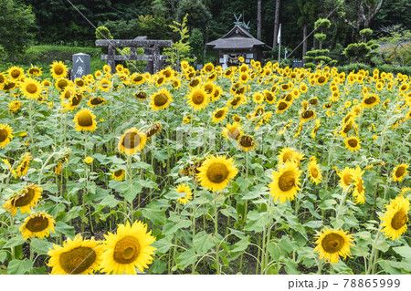 ひまわり畑と八房神社 78865999