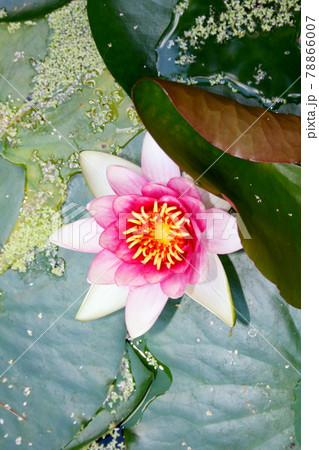 White water lily (Nymphaea alba) White water lily (Nymphaea alba) 78866007