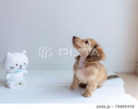 仔犬 カニンヘンダックスフンド 仔犬 カニンヘンダックスフンド 78866456