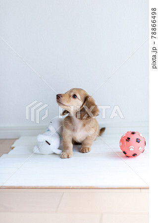 仔犬 カニンヘンダックスフンド 仔犬 カニンヘンダックスフンド 78866498