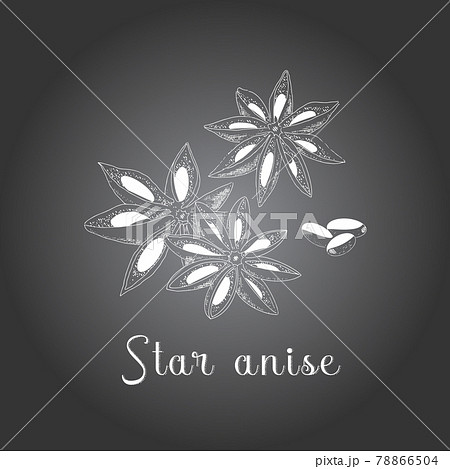 Anise sketch illustration in vintage style Anise sketch illustration in vintage style 78866504
