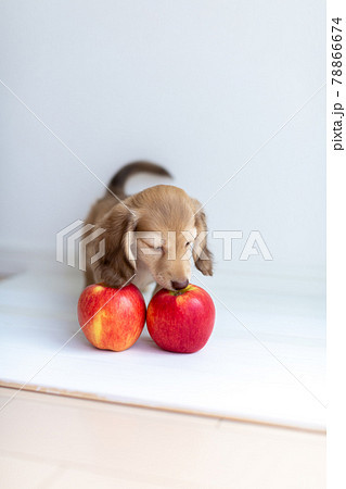 仔犬　カニンヘンダックスフンド 78866674