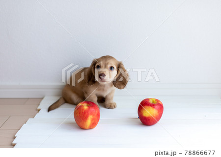 仔犬 カニンヘンダックスフンド 仔犬 カニンヘンダックスフンド 78866677