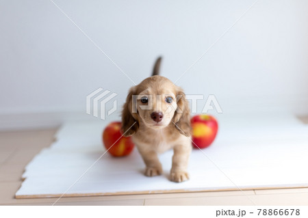 仔犬 カニンヘンダックスフンド 仔犬 カニンヘンダックスフンド 78866678
