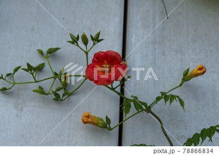 花 黄色 イエロー 78866834