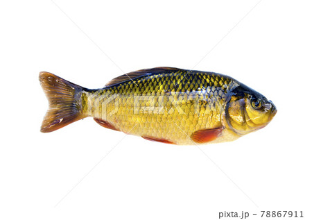 fish crucian carp (Carassius carassius) isolated on white 78867911