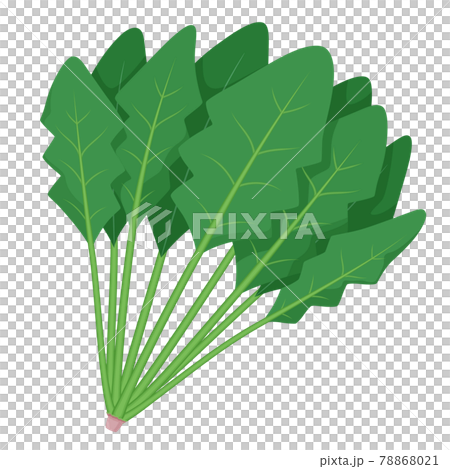 ほうれん草のイラスト 東洋種のイラスト素材