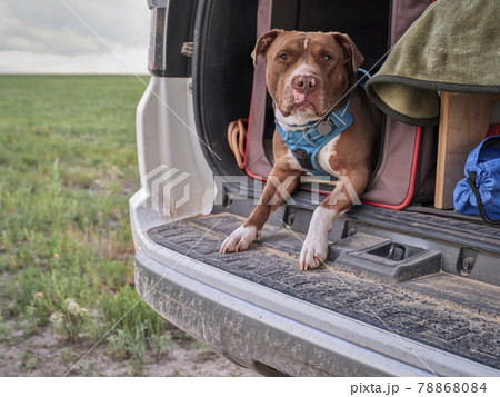 red nose pitbull dog in a travel cage 78868084