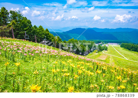 栃木県日光市のハンターマウンテンで開催されたゆり博の風景 栃木県日光市のハンターマウンテンで開催されたゆり博の風景 78868339