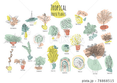 picture names tropical houses plants