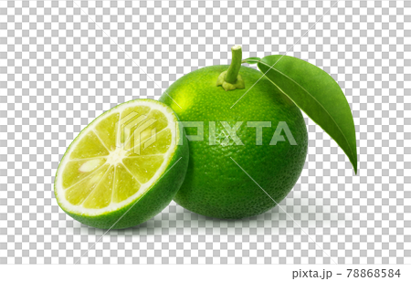 すだち 酢橘 イラスト リアル セット すだち 酢橘 イラスト リアル セット 78868584