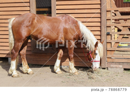 Red white horse stands near wooden barn 78868779