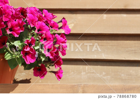 Ornamental flowerpot with purple petunia flowers 78868780