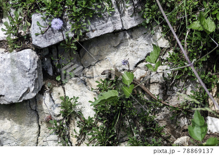 A lizard on a rock A lizard on a rock 78869137