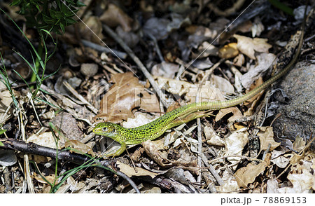 A still green lizard 78869153
