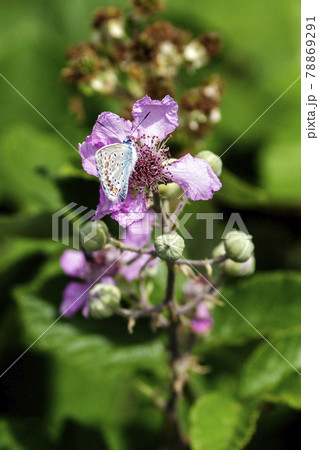 A Polyommatus icarus 78869291