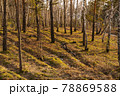 Forest with pine and birch trees on a clear day. 78869588