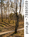 Forest with pine and birch trees on a clear day. 78869589