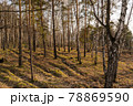 Forest with pine and birch trees on a clear day. 78869590