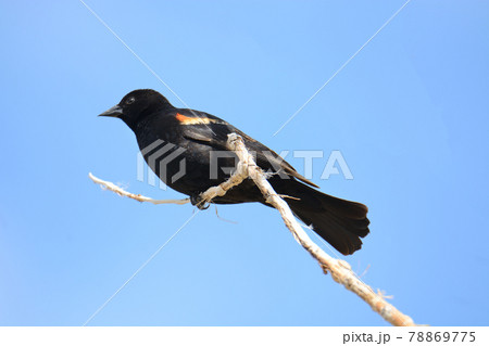 Red winged blackbird or Agelaius phoeniceus bird perched on dead tree branch against blue sky Red winged blackbird or Agelaius phoeniceus bird perched on dead tree branch against blue sky 78869775