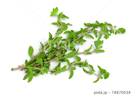 Oregano or marjoram leaves isolated on white background with clipping path and full depth of field. Top view. Flat lay Oregano or marjoram leaves isolated on white background with clipping path and full depth of field. Top view. Flat lay 78870038