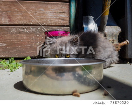 Small gray fluffy kitten with big eyes looks out from behind a metal bowl Small gray fluffy kitten with big eyes looks out from behind a metal bowl 78870520