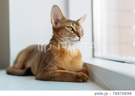Portrait of an Abyssinian cat at home. Cute kitty resting on the windowsill 78870698
