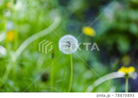 White fluffy dandelion in a bright spring meadow 78870893