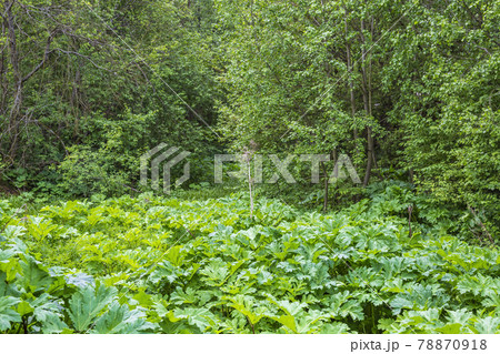Bright green juicy burdock leaves in the backyard 78870918