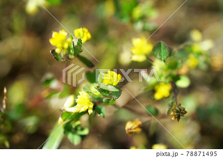 コメツブツメクサ 78871495