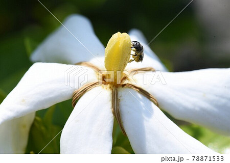 クチナシの花 クチナシの花 78871533