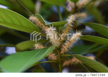 マテバシイの花 78871566