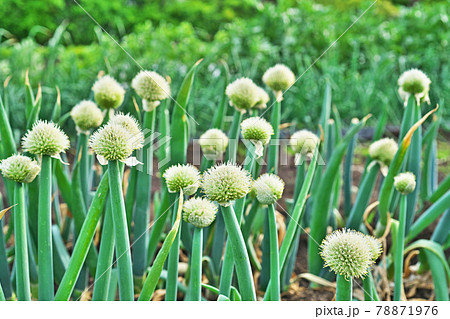 白いネギ坊主 花 種 の写真素材