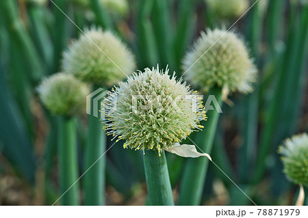 白いネギ坊主 花 種 の写真素材