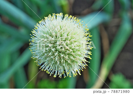白いネギ坊主(花、種) 白いネギ坊主(花、種) 78871980