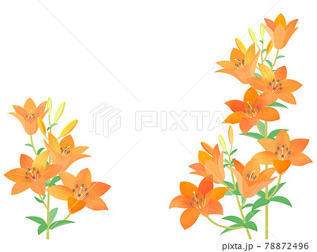 ゆりのイラスト素材 [78872496] - PIXTA