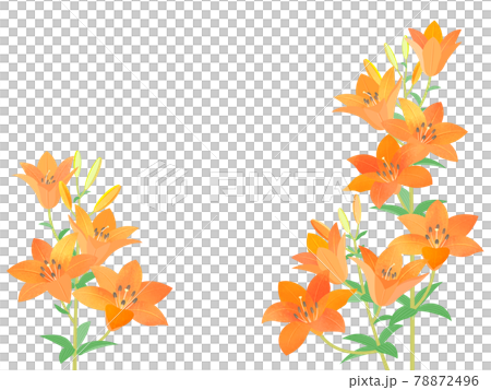 ゆりのイラスト素材 [78872496] - PIXTA